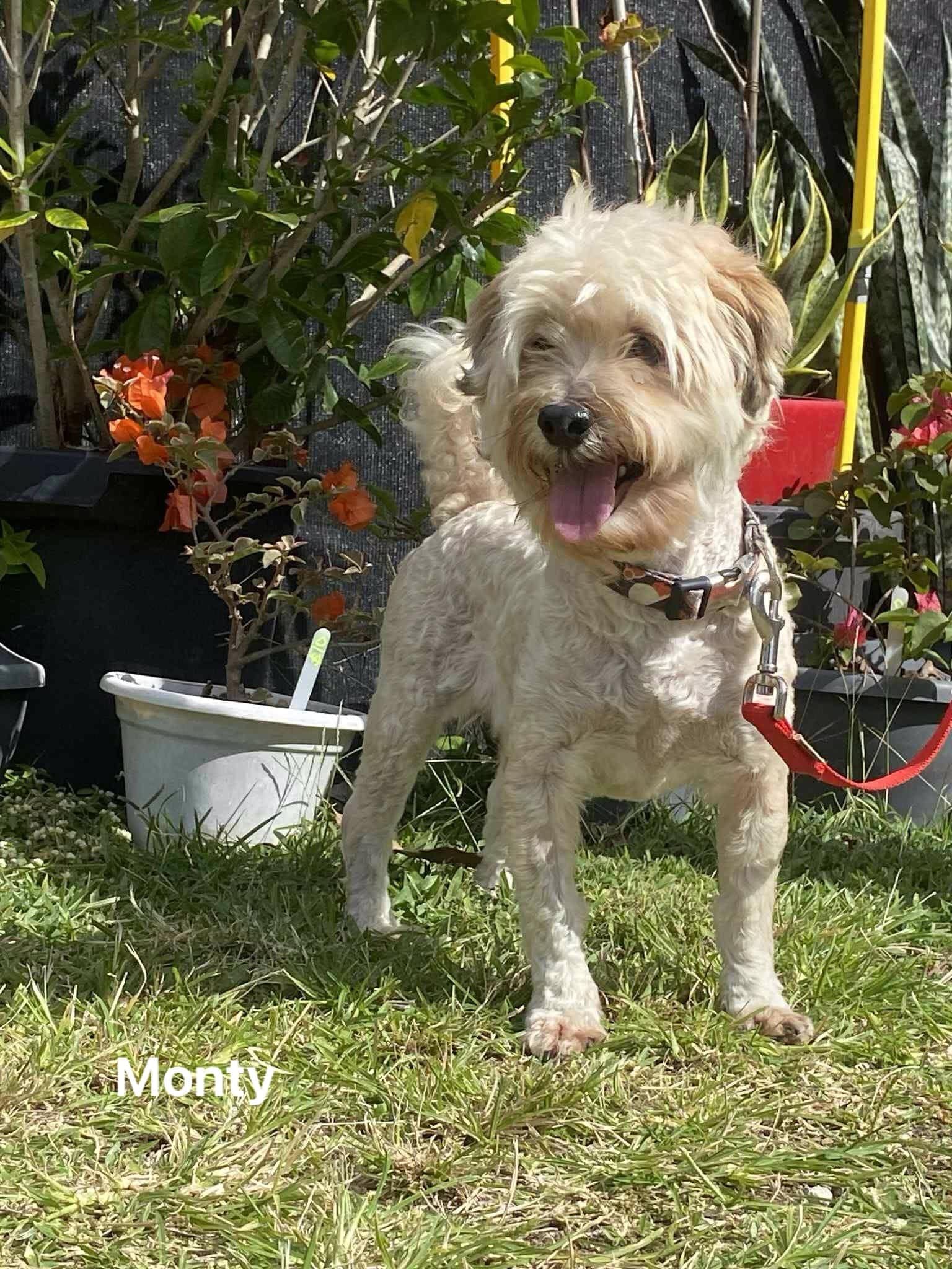Monty Monty